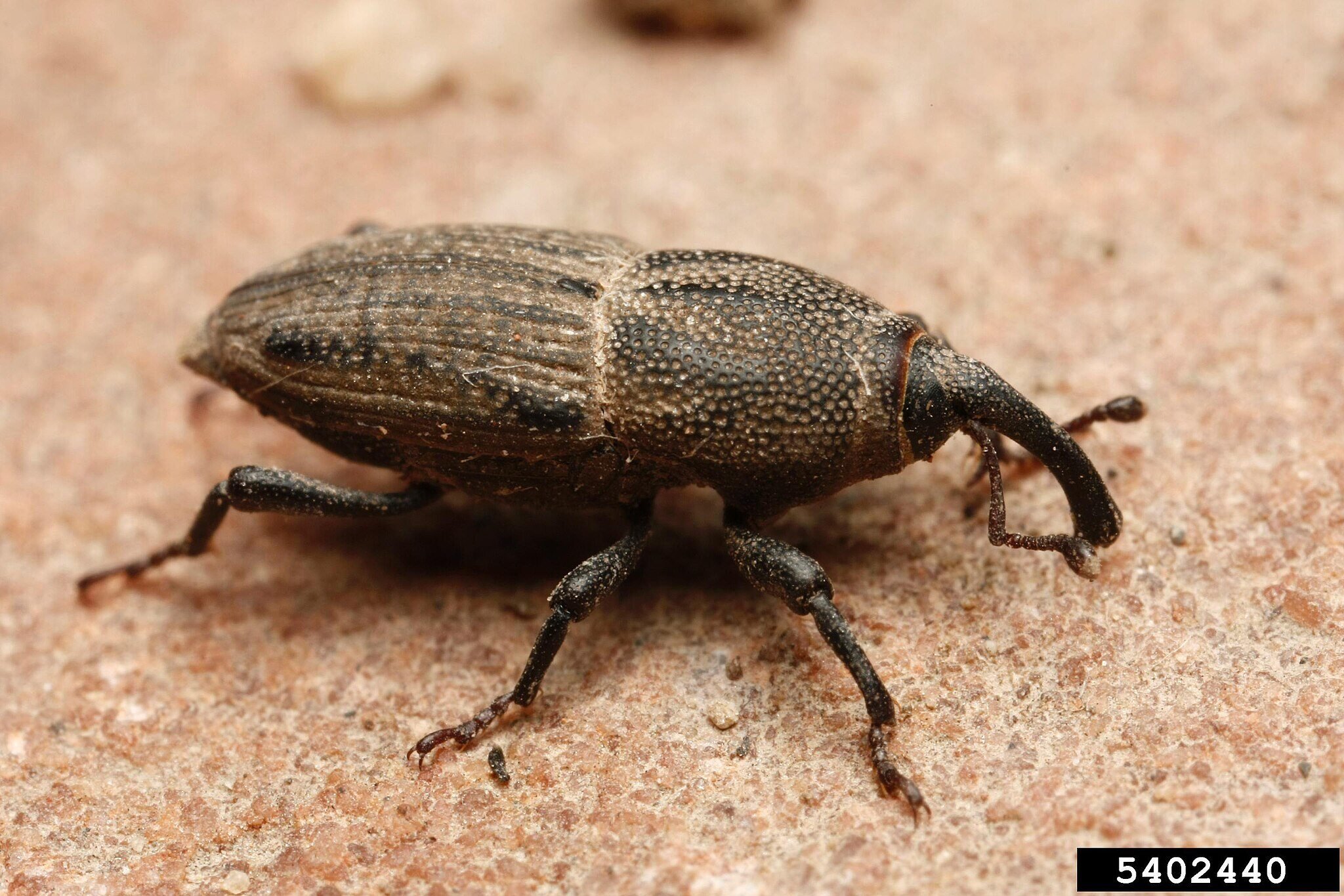 a bluegrass billbug with its identifiable snout