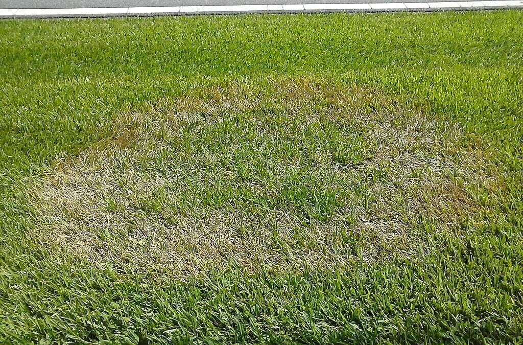 brown patch lawn disease like this can look similar to summer patch