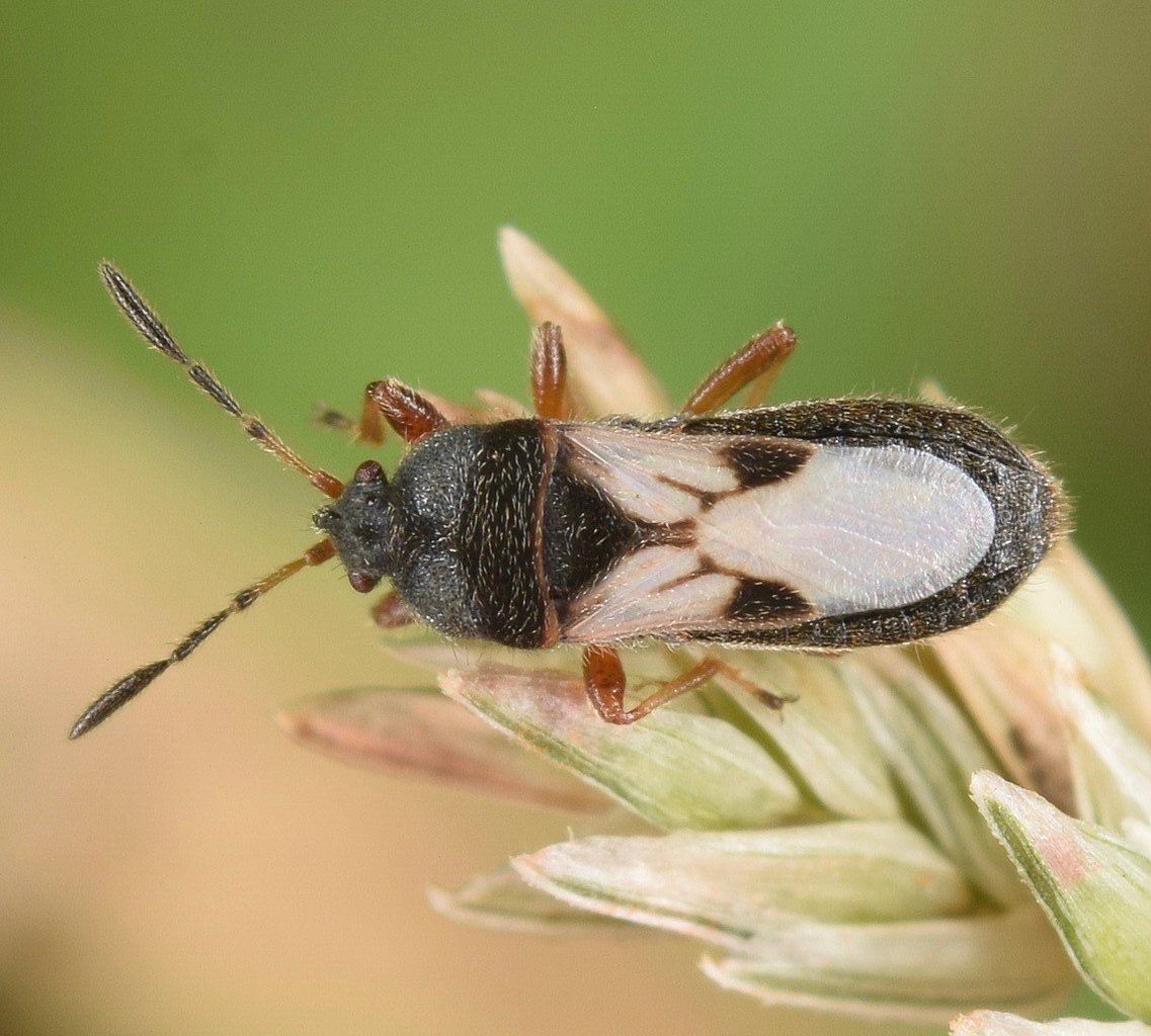 chinch bug sitting on grass seed head