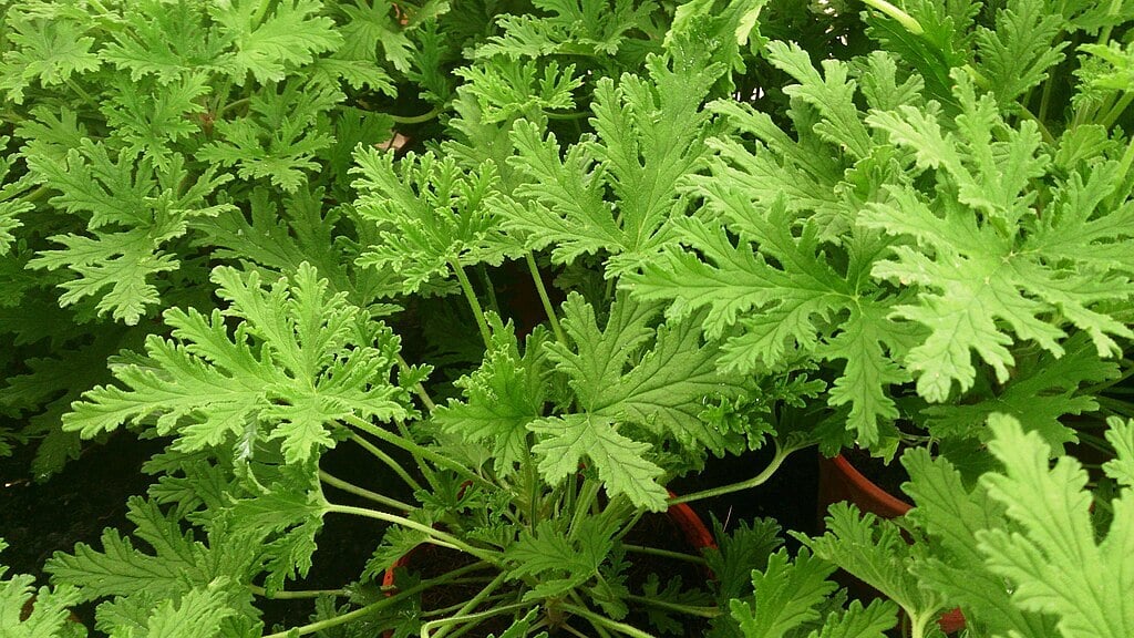 citronella smells nice, but isn't very effective at repelling mosquitioes
