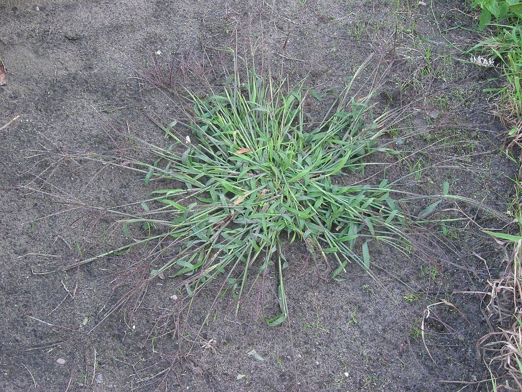 crabgrass weed