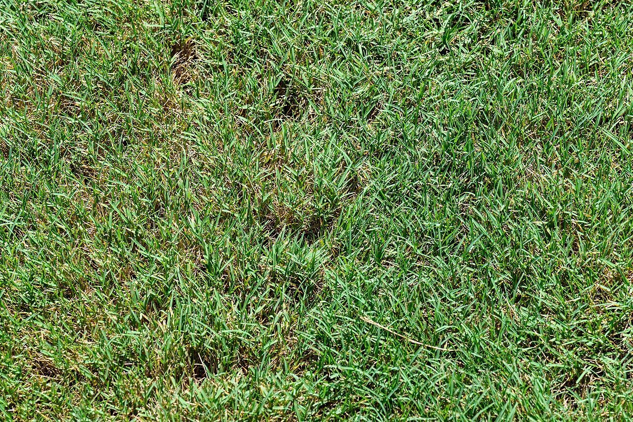 bentgrass in lawn