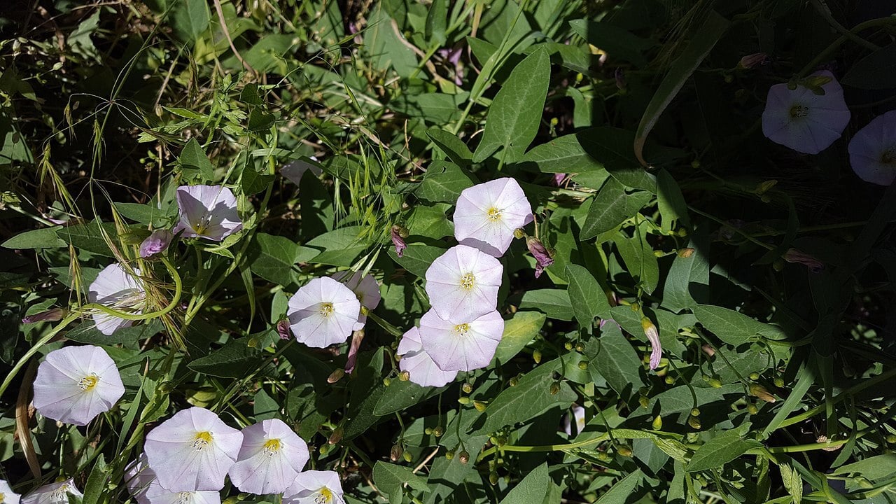 field bindweed