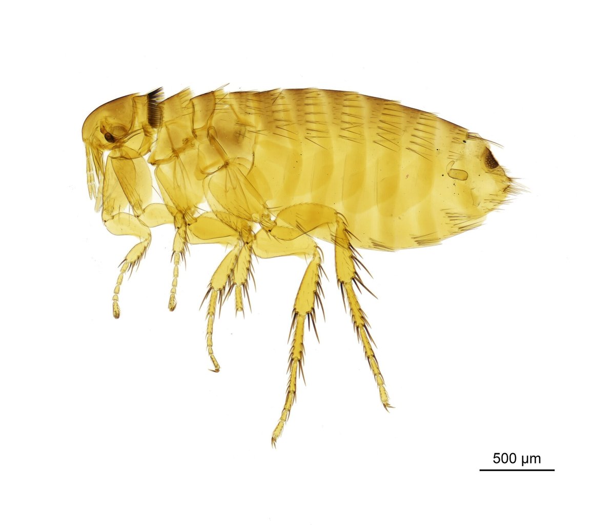 an image of a common flea
