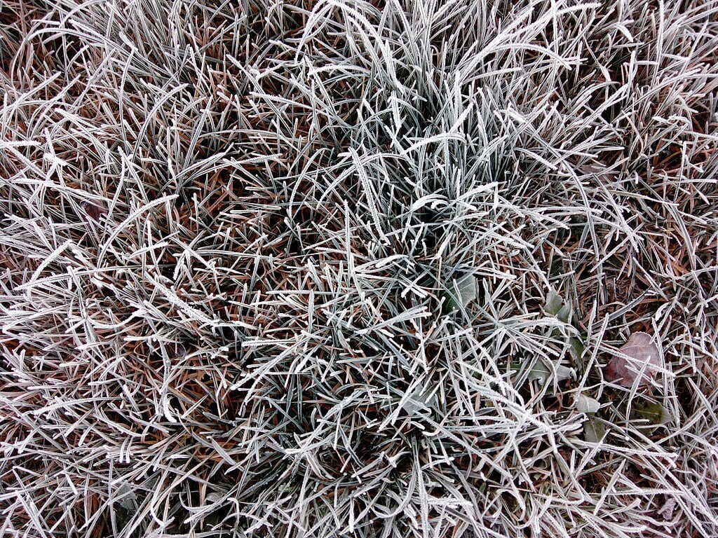 frozen grass where ticks may be dormant