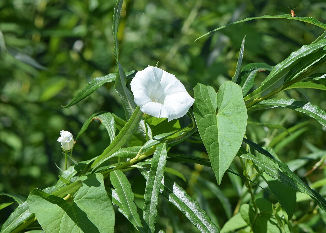 hedge bindweed