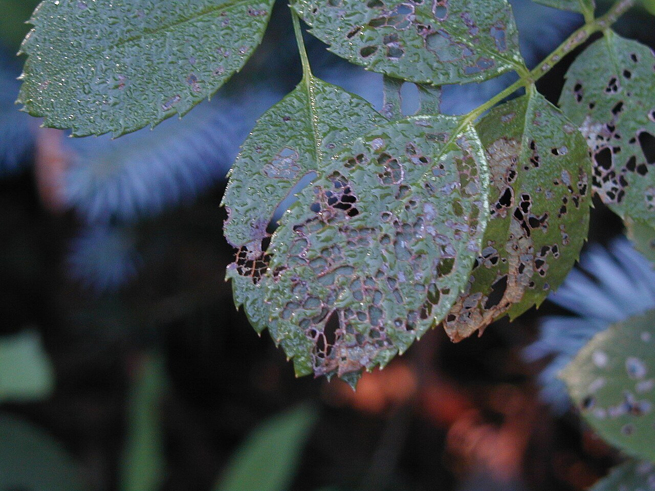 leaves damaged by japanese beetles
