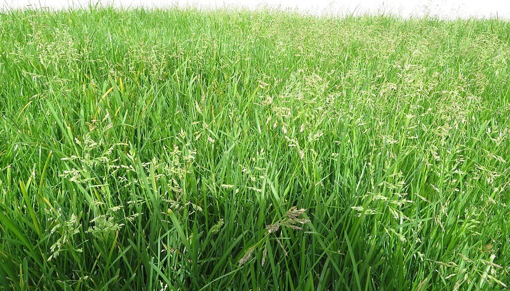 Kentucky Bluegrass