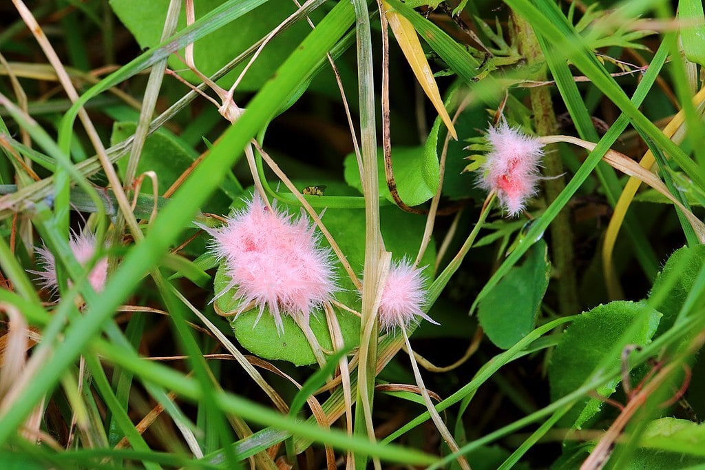 red thread or Laetisaria Fuciformis