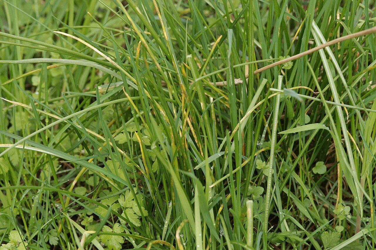 Lawn Rust in Grass