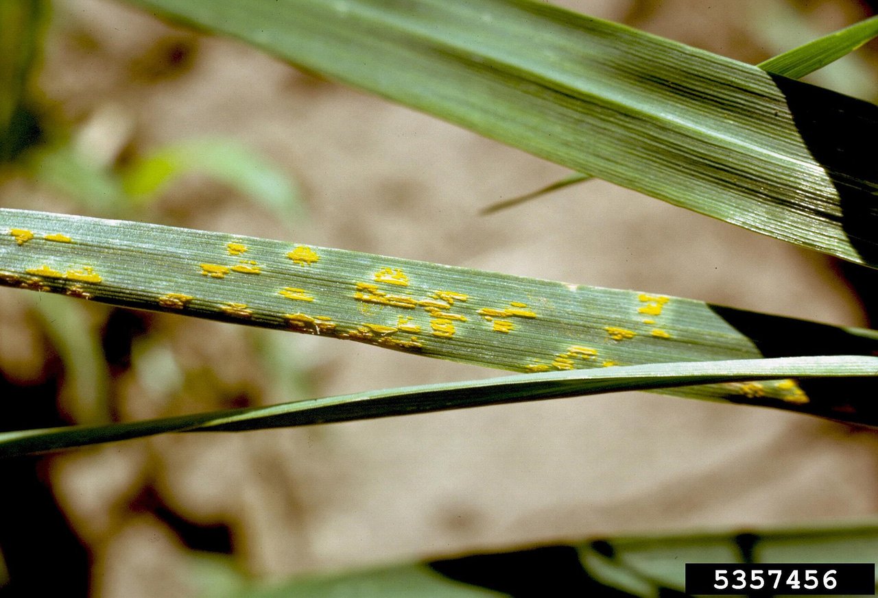 lawn rust on a grass blade