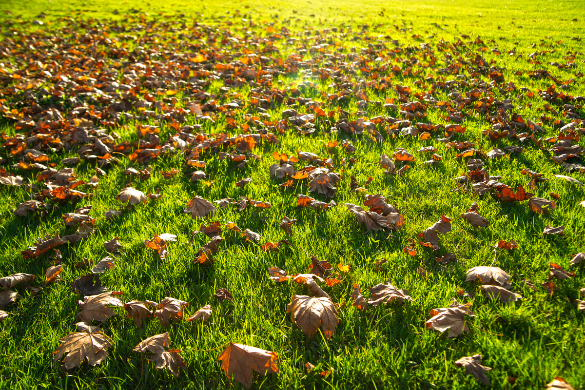 <a href="https://www.vecteezy.com/free-photos/fall">Fall Stock photos by Vecteezy</a>