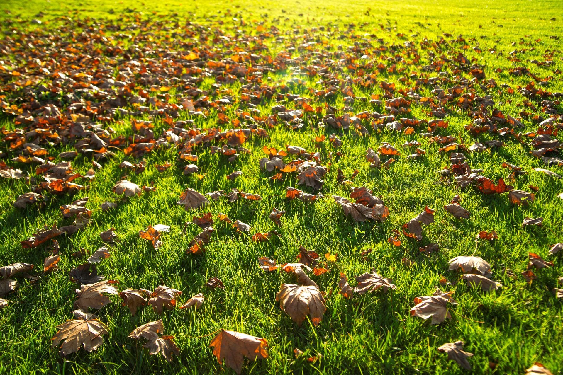 leaves sitting on a lawn in the fall