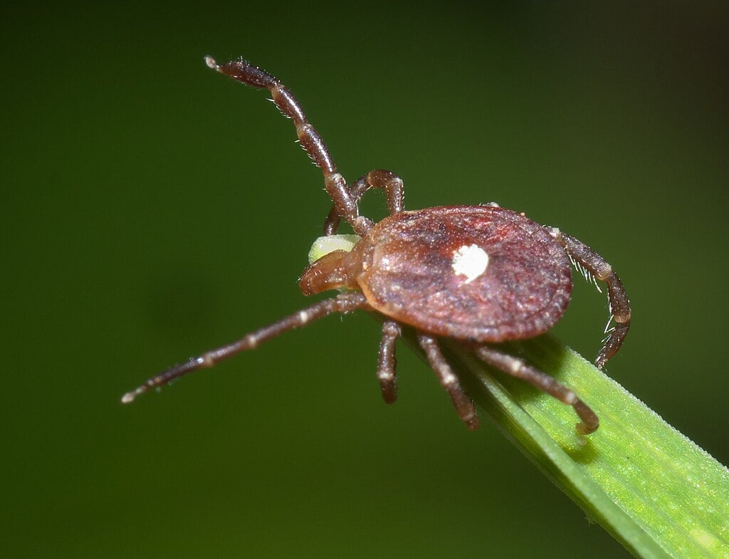 Lone Star Tick in Indiana