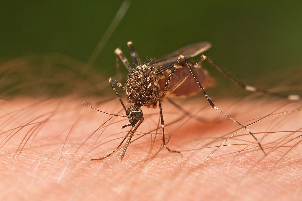 mosquitoes can spread illnesses like Zika Virus or West Nile