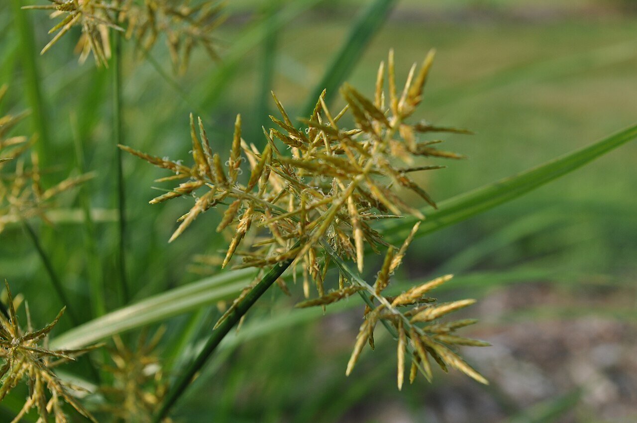 detailed look at nutsedge seedhead
