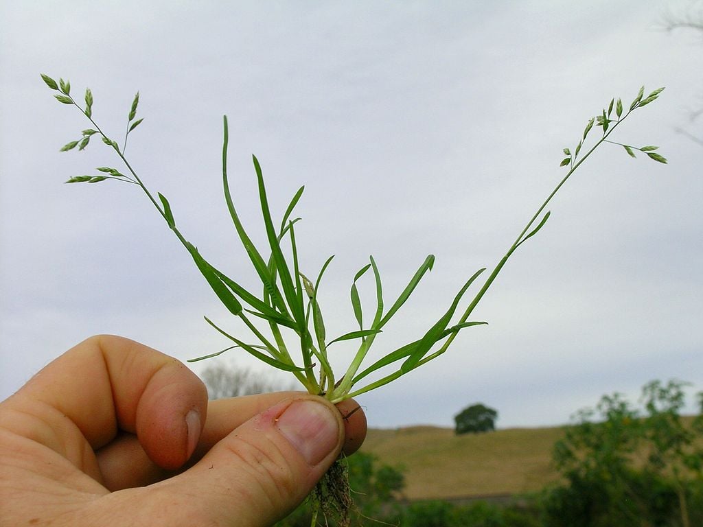 Poa Annua, or Annual Bluegrass