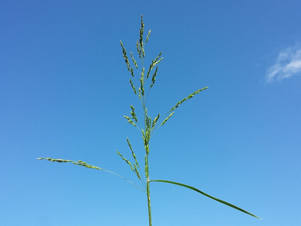 poa trivialis has a different seedhead and lifecycle than poa annua