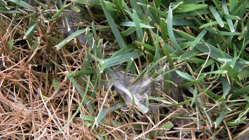 pythium blight can appear as a cottony white mass in the grass