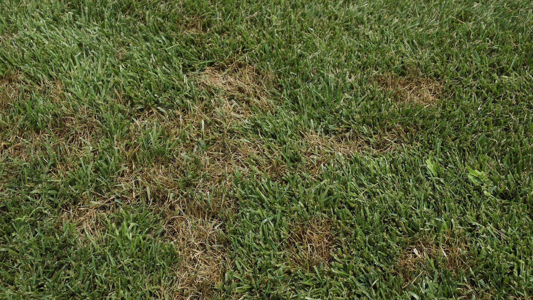 pythium blight tends to look like a wet grease spot in the lawn