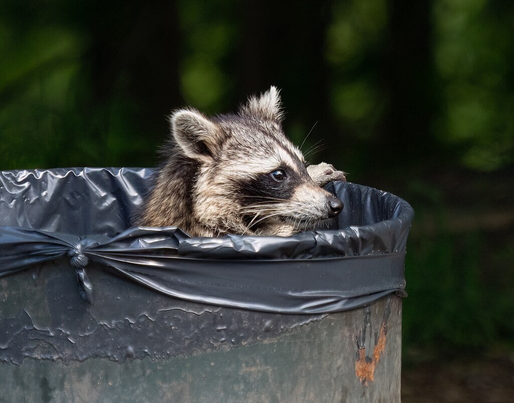 a raccoon attracted to trash can bring pests like fleas and ticks to your yard