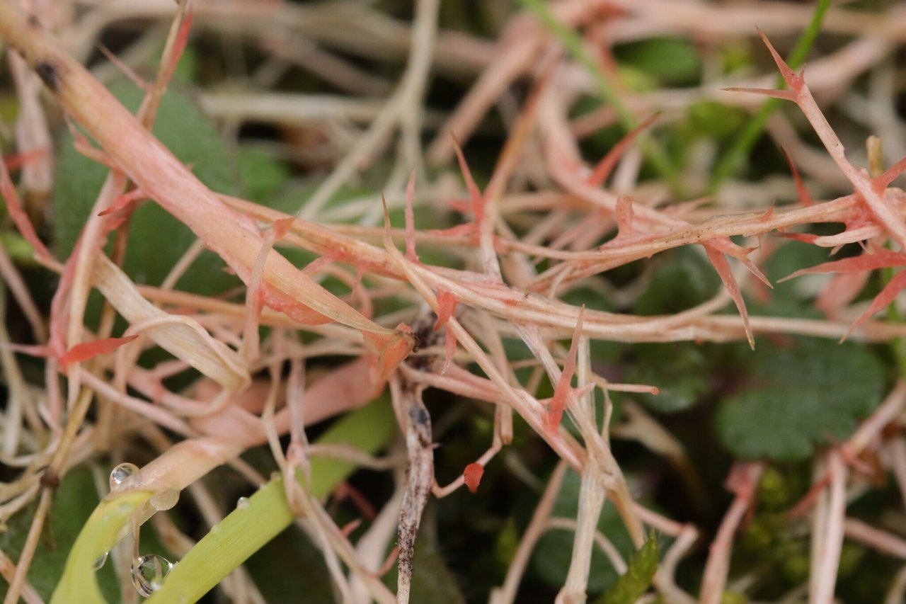 stringy tendrils of Red Thread lawn disease