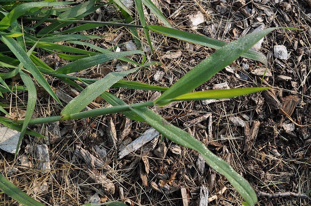 an example of Smooth Crabgrass