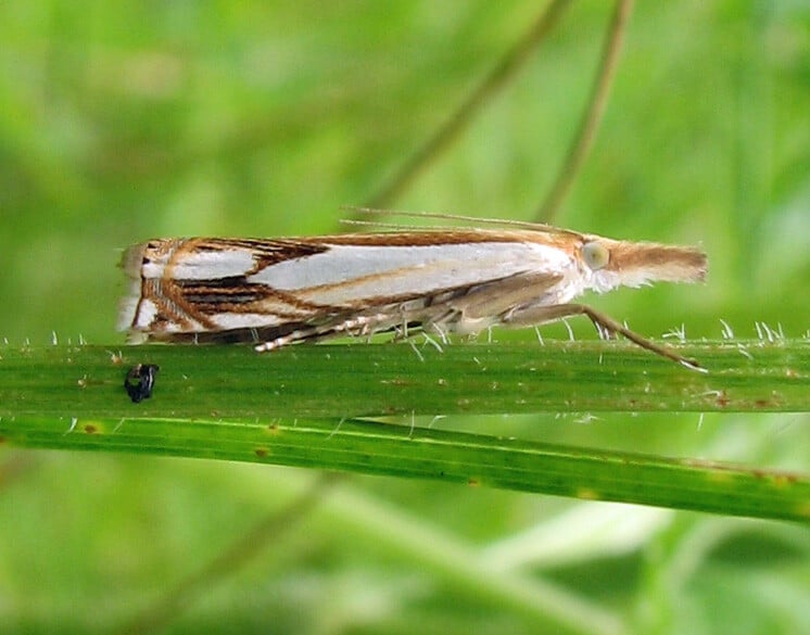 a mature adult sod webworm moth