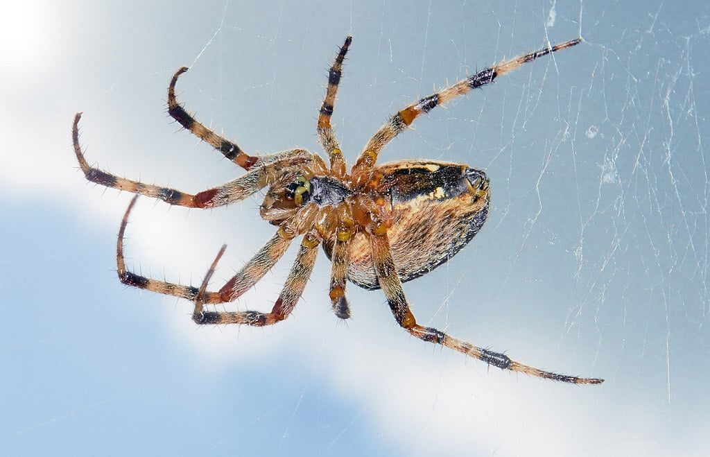 spiders are among the top pests that enter homes when it gets cold