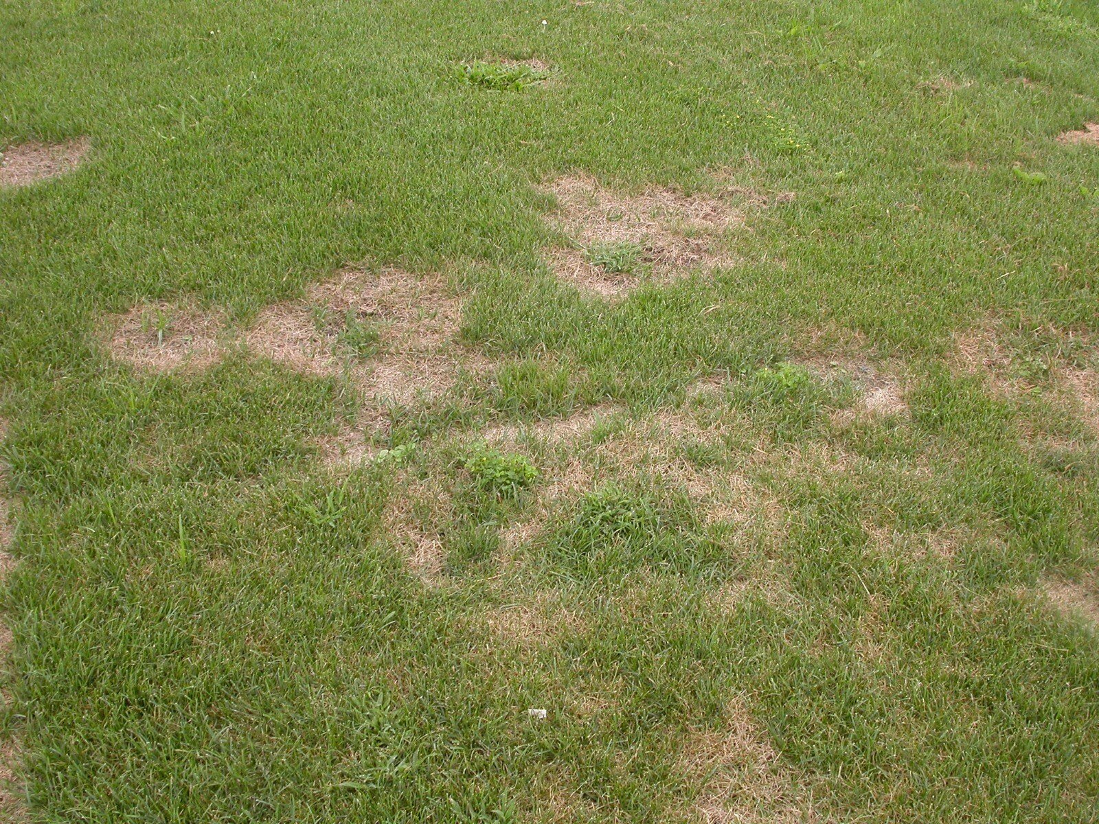 an example of Summer Patch Lawn Disease