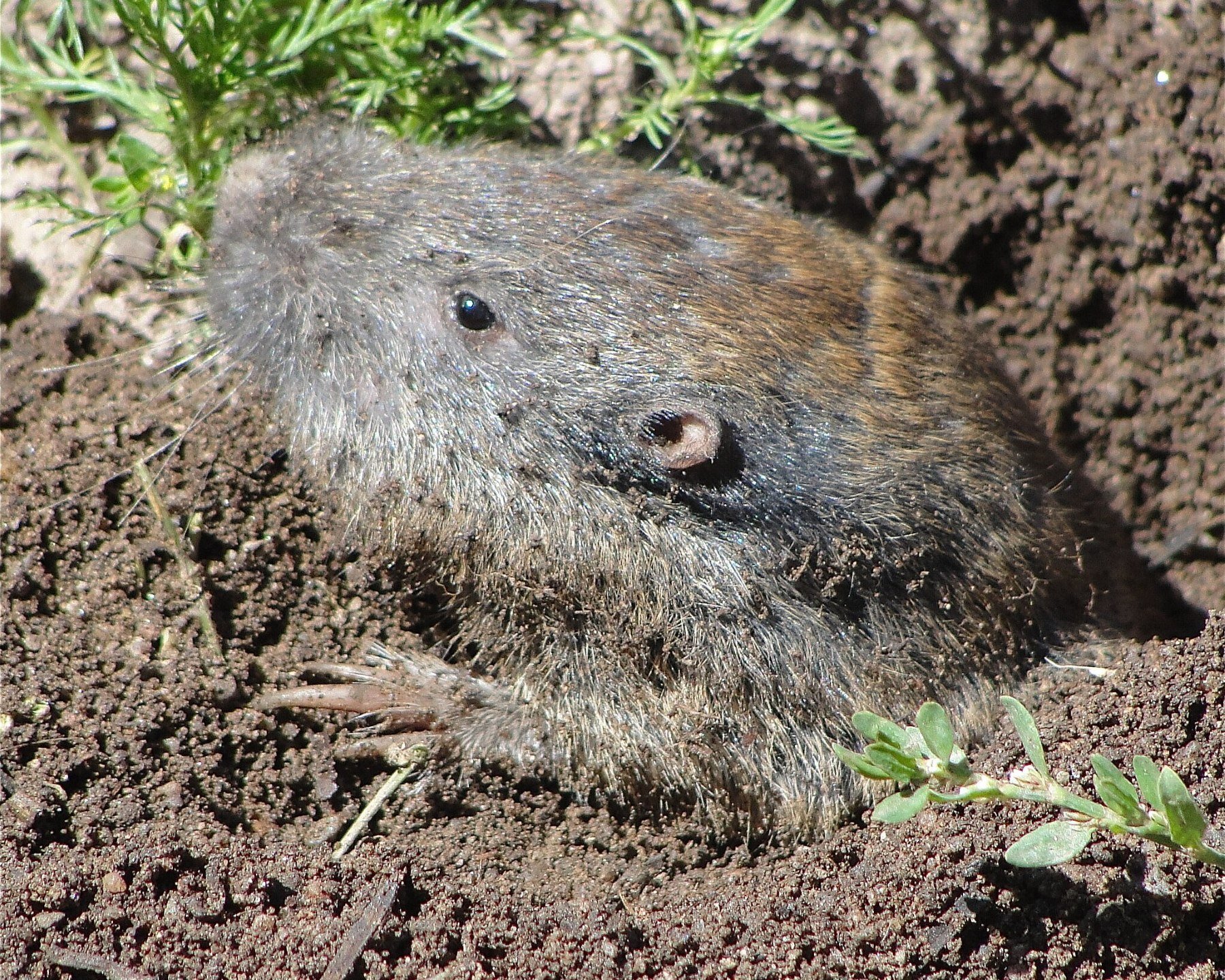 CC - Vole in a Hole