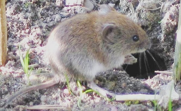 How to Get Rid of Voles in Your Indiana Lawn