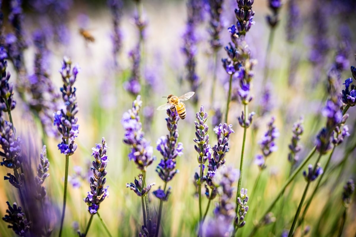 pollinators, like bees, can be affected by some mosquito prevention products