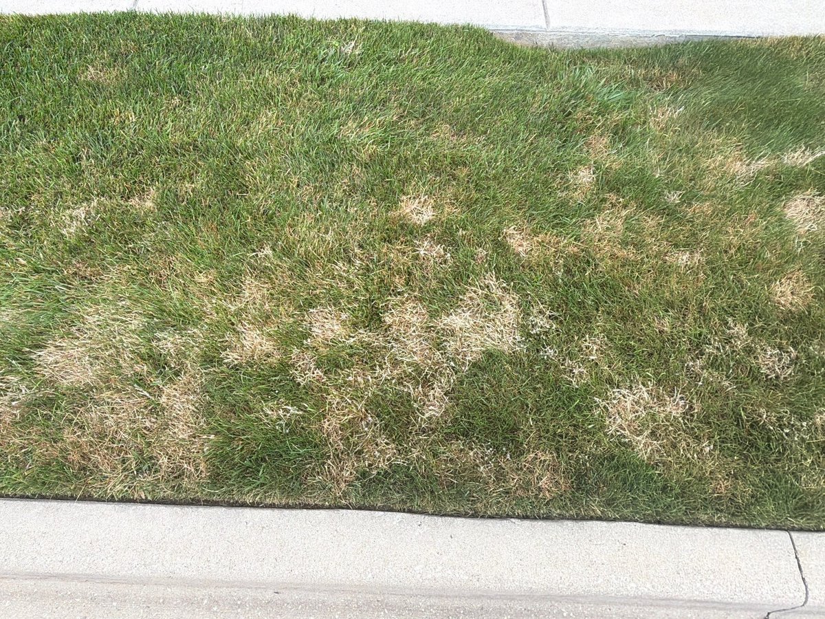 dollar spot lawn disease