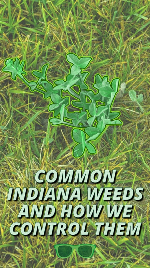 02 - Common Weeds