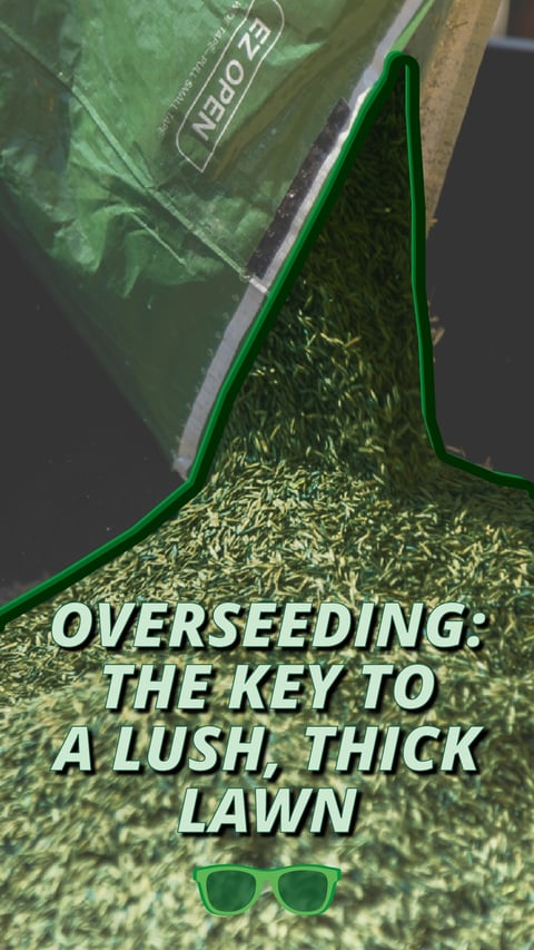 06 - Overseeding