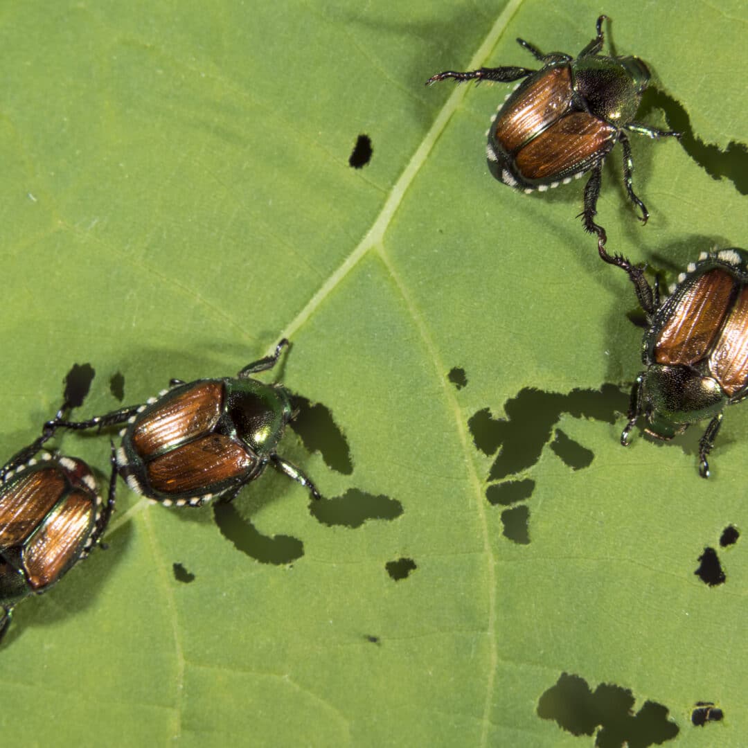 grubs may eventually become japanese beetle