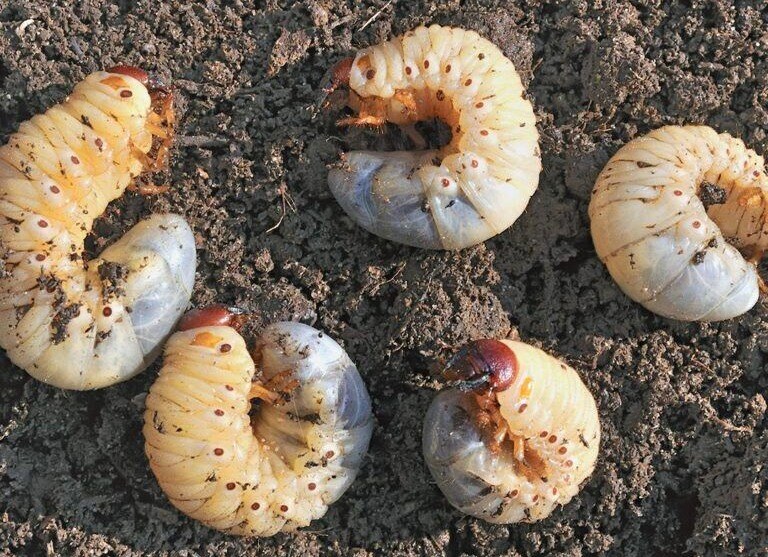 white grubs that will eventually become beetles - after eating your grass