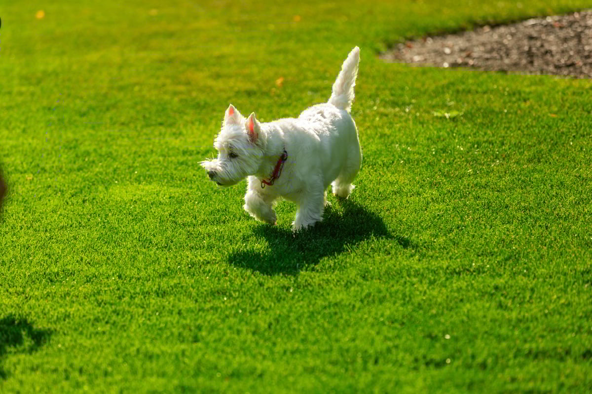 dog walking in green grass