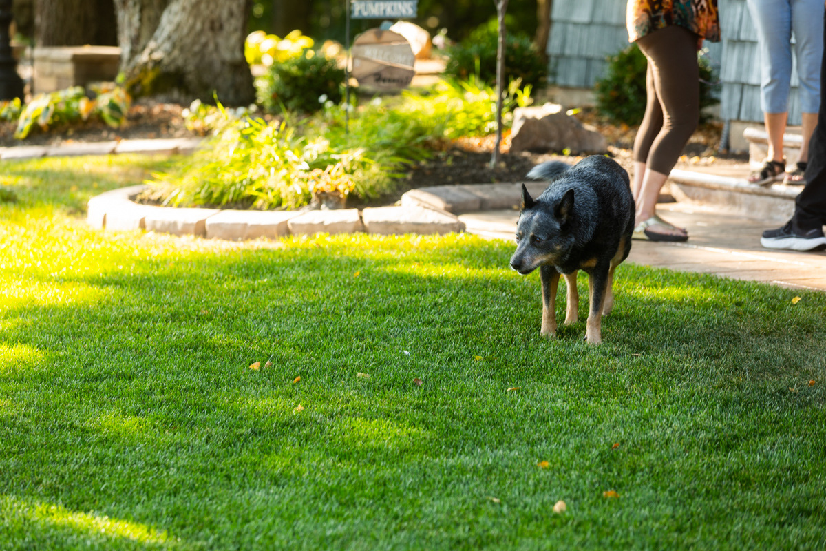 dog urine can affect your grass if it's struggling