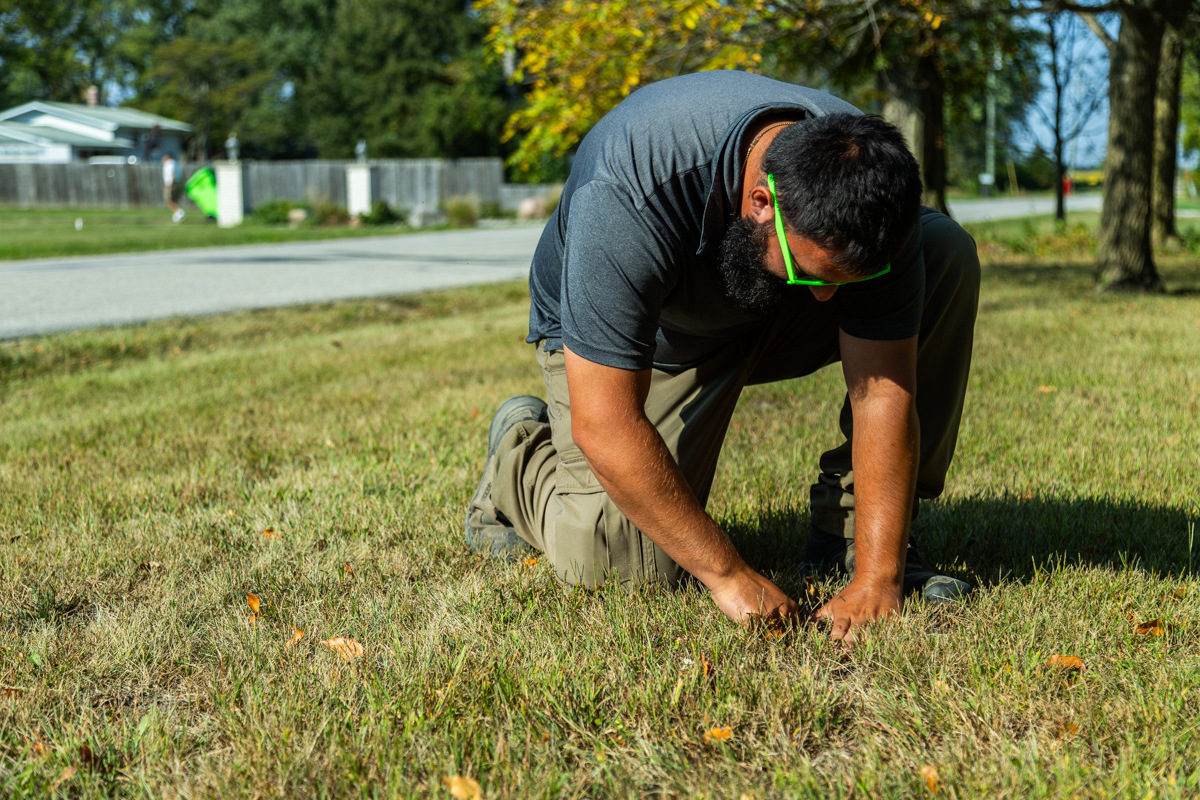 lawn care technician inspecting grass for disease