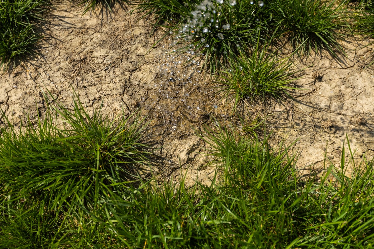 watering bare patches alone won't magically grow new grass