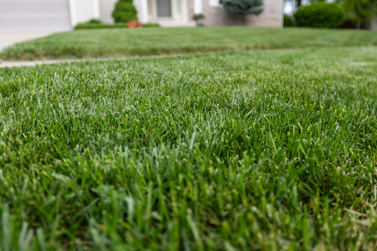 thatch builds up between your grass and the soil below