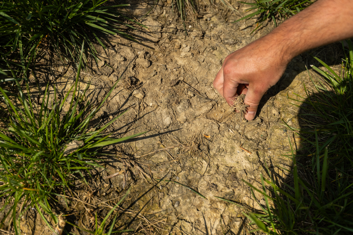 diagnosing lawn problems on a patchy lawn