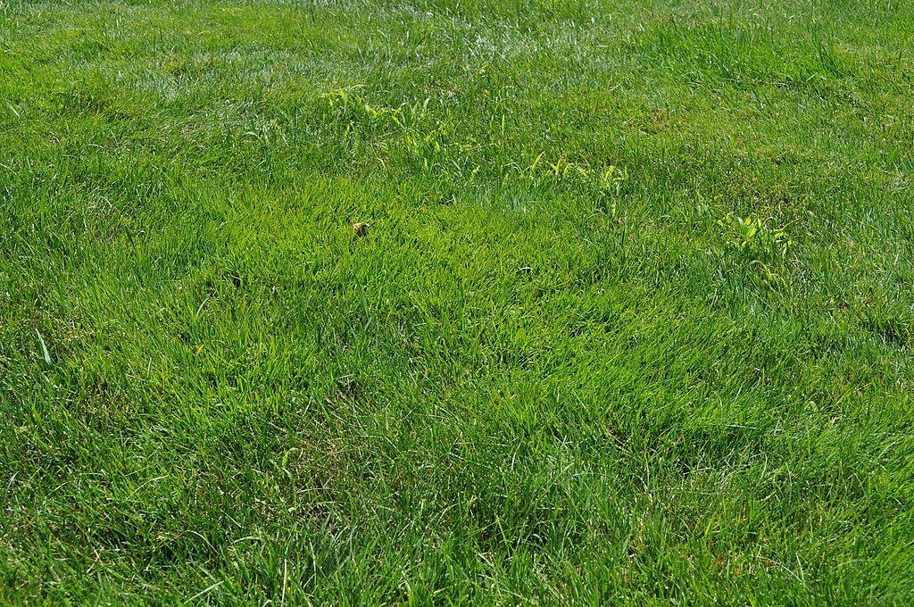 poa annua, or annual bluegrass, blends into most lawns