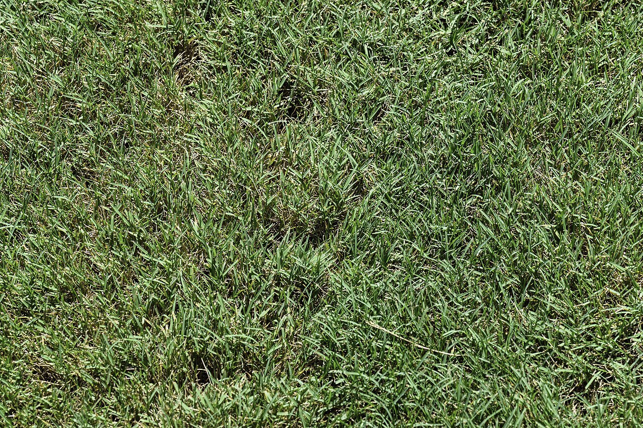 bentgrass in indiana lawn