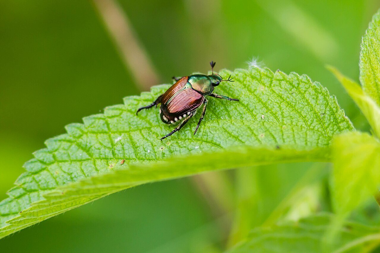 japanese beetle in indiana