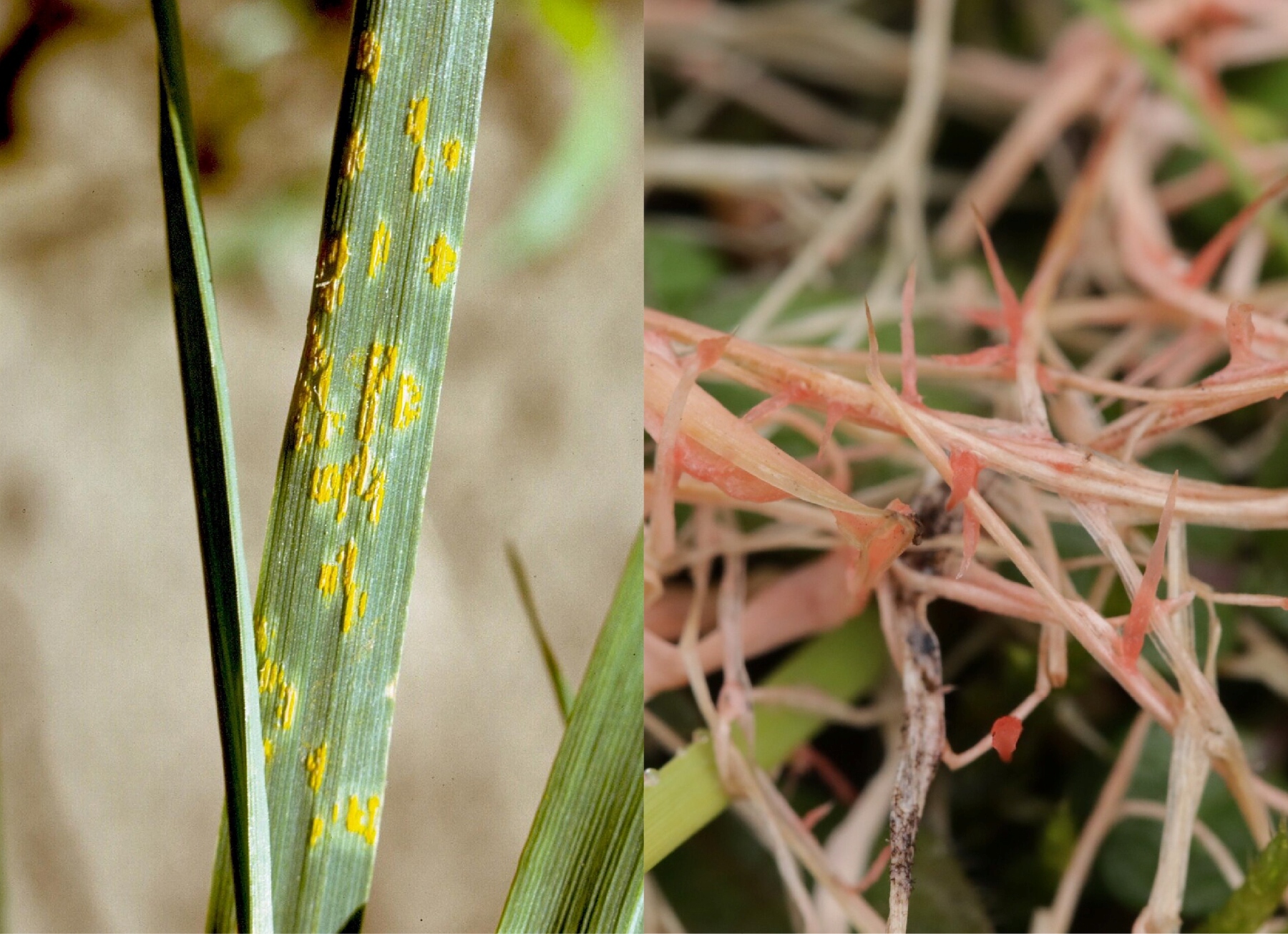 lawn rust vs red thread