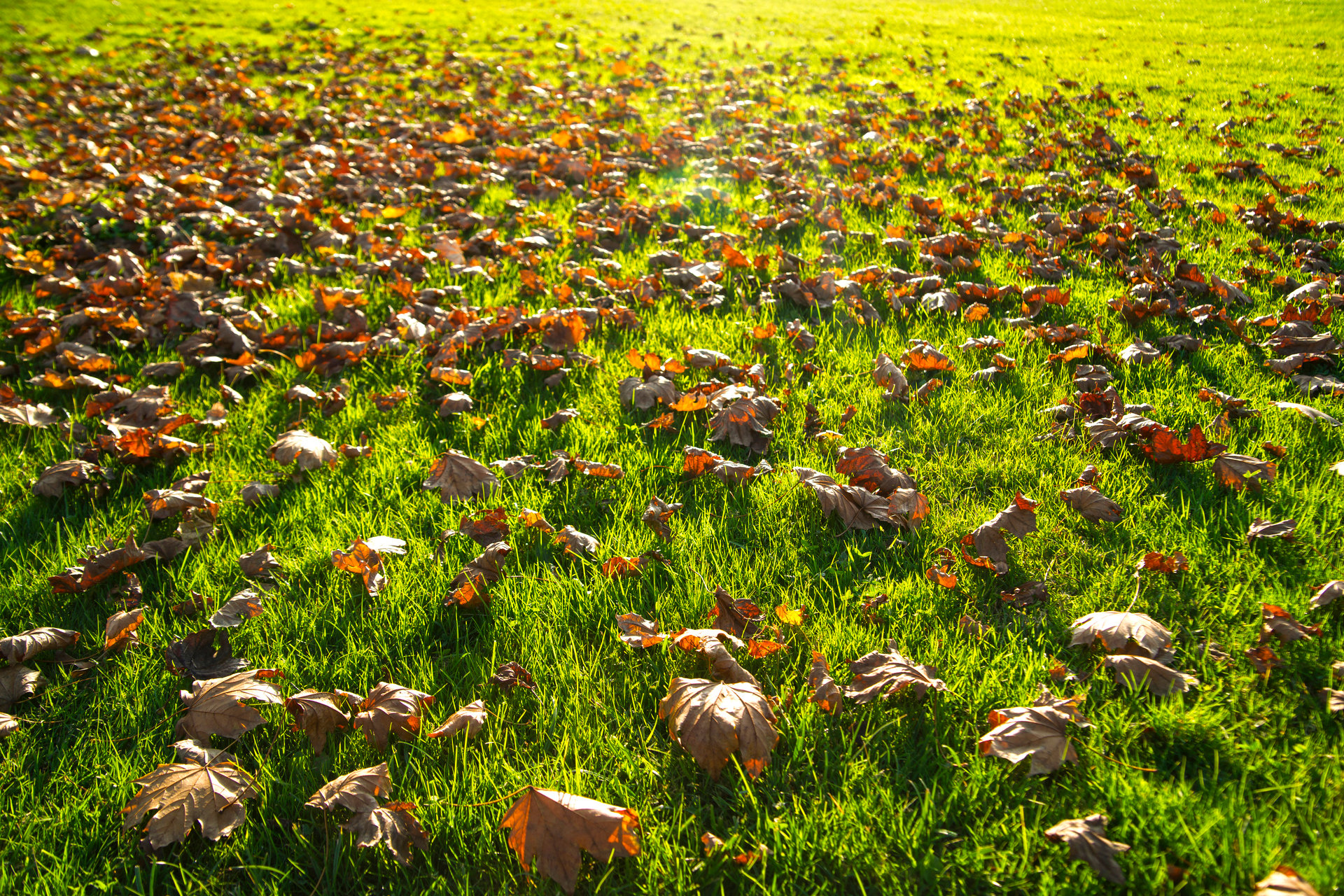 leaves left on lawn