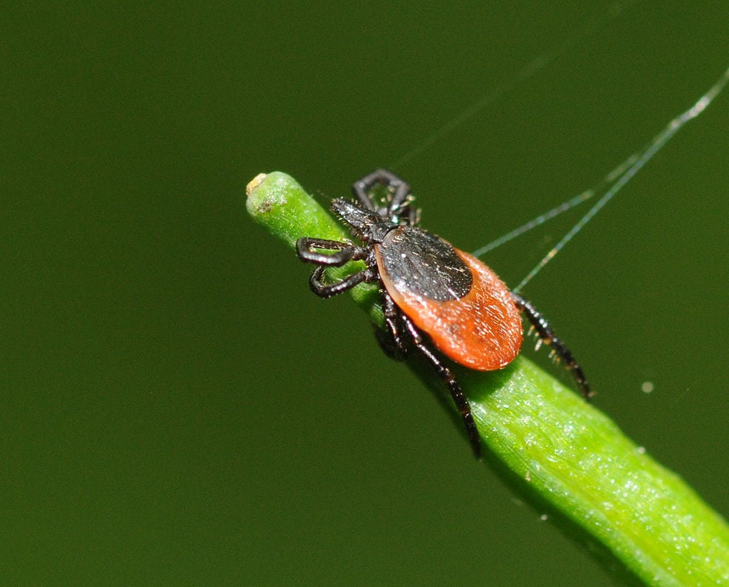 tick lying in wait on a piece of grass